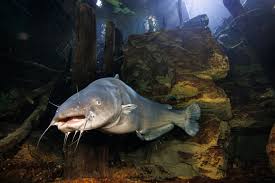 Image result for Ictalurus furcatus