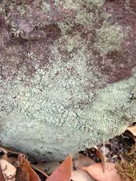 Attēlu rezultāti vaicājumam “Lepraria”