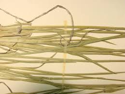 Attēlu rezultāti vaicājumam “Sisyrinchium montanum fruit”