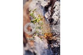 Attēlu rezultāti vaicājumam “Funaria hygrometrica sporophyte”