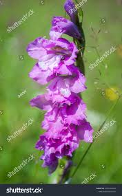 Attēlu rezultāti vaicājumam “Gladiolus imbricatus flower”