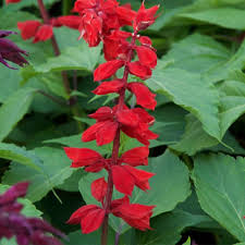 Image result for Salvia splendens