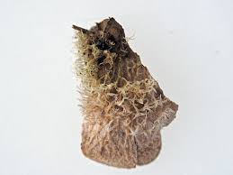 Attēlu rezultāti vaicājumam “Peltigera extenuata”