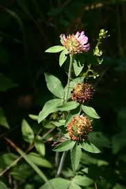 Attēlu rezultāti vaicājumam “Trifolium pratense flower”