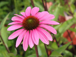 Image result for Sonnenhut