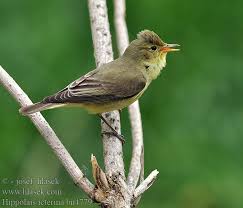 Attēlu rezultāti vaicājumam “Hippolais icterina adult”