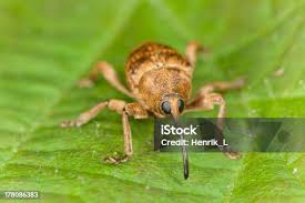 Attēlu rezultāti vaicājumam “Curculio nucum”