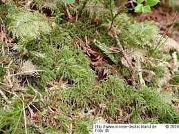 Attēlu rezultāti vaicājumam “Hylocomiastrum umbratum”