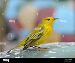 Image result for Dendroica petechia