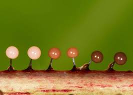 Attēlu rezultāti vaicājumam “Lamproderma arcyrioides macro”