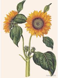 Attēlu rezultāti vaicājumam “Helianthus annuus fruit”