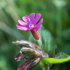 Image result for Silene dioica