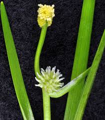 Attēlu rezultāti vaicājumam “Sparganium minimum fruit”