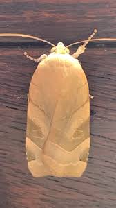 Attēlu rezultāti vaicājumam “Noctua fimbriata imago”