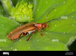 Attēlu rezultāti vaicājumam “Cantharis livida”