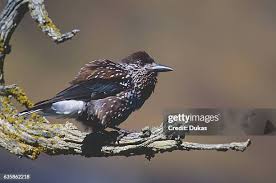 Attēlu rezultāti vaicājumam “Nucifraga caryocatactes adult”