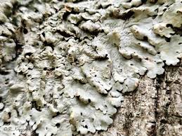 Attēlu rezultāti vaicājumam “Lobaria amplissima”