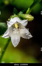 Attēlu rezultāti vaicājumam “Campanula trachelium bud”