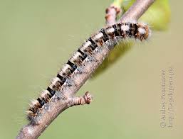 Attēlu rezultāti vaicājumam “Lasiocampa quercus imago”