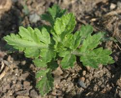 Attēlu rezultāti vaicājumam “Artemisia vulgaris bud”