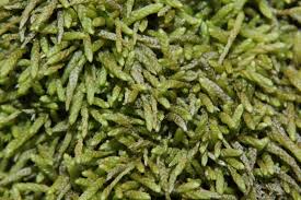 Attēlu rezultāti vaicājumam “Myurella julacea”