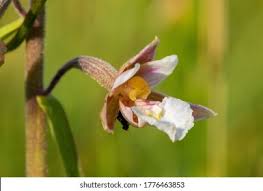 Attēlu rezultāti vaicājumam “Epipactis palustris bud”