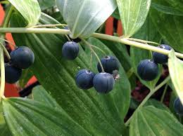 Attēlu rezultāti vaicājumam “Polygonatum verticillatum fruit”