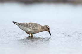 Attēlu rezultāti vaicājumam “Calidris canutus”