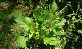 Attēlu rezultāti vaicājumam “Chenopodium bonus-henricus”