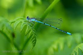 Attēlu rezultāti vaicājumam “Coenagrion puella”