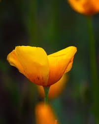 Attēlu rezultāti vaicājumam “Eschscholzia californica flower”