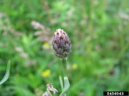 Attēlu rezultāti vaicājumam “Centaurea stoebe fruit”