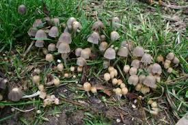 Attēlu rezultāti vaicājumam “Coprinus disseminatus”