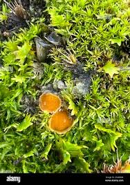 Attēlu rezultāti vaicājumam “Octospora humosa”