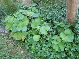 Attēlu rezultāti vaicājumam “Tussilago farfara leaf”