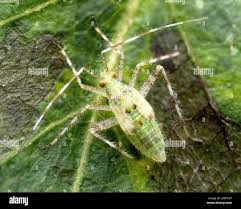 Attēlu rezultāti vaicājumam “Phytocoris tiliae imago”