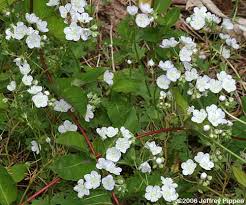 Attēlu rezultāti vaicājumam “Hydrophyllaceae”