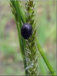 Attēlu rezultāti vaicājumam “Cytilus sericeus”