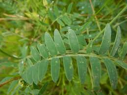Attēlu rezultāti vaicājumam “Vicia cracca bud”