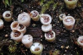 Attēlu rezultāti vaicājumam “Dianema nivale spores”