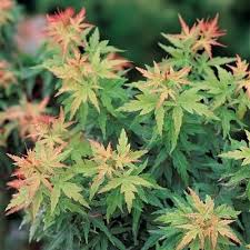 Attēlu rezultāti vaicājumam “Acer pseudoplatanus fo. purpurascens leaf”