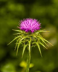 Image result for Silybum marianum