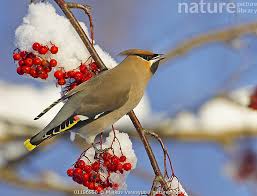 Attēlu rezultāti vaicājumam “Bombycilla garrulus”