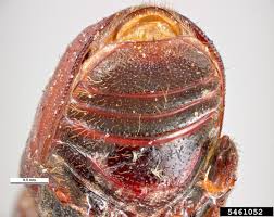 Attēlu rezultāti vaicājumam “Scolytus ratzeburgi”