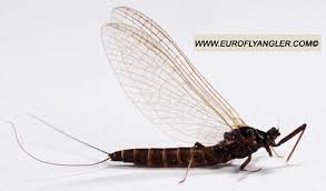 Attēlu rezultāti vaicājumam “Lepidosaphes ulmi imago”