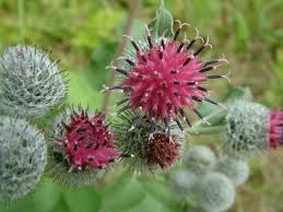 Attēlu rezultāti vaicājumam “Arctium tomentosum”