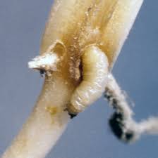 Attēlu rezultāti vaicājumam “Eupithecia subumbrata larva”