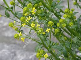 Attēlu rezultāti vaicājumam “Barbarea vulgaris subsp. arcuata”