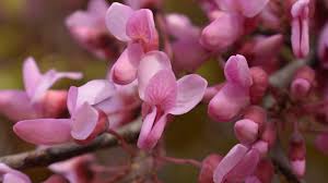 Attēlu rezultāti vaicājumam “Cercis siliquastrum”