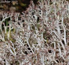 Attēlu rezultāti vaicājumam “Cladonia rangiferina”